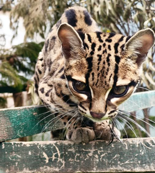 Tigrillo de cochahuasi