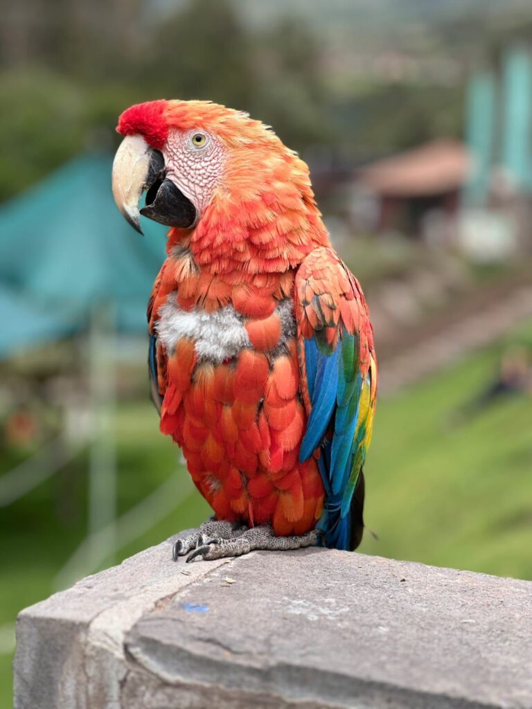 Huacamallos Cochahuasi