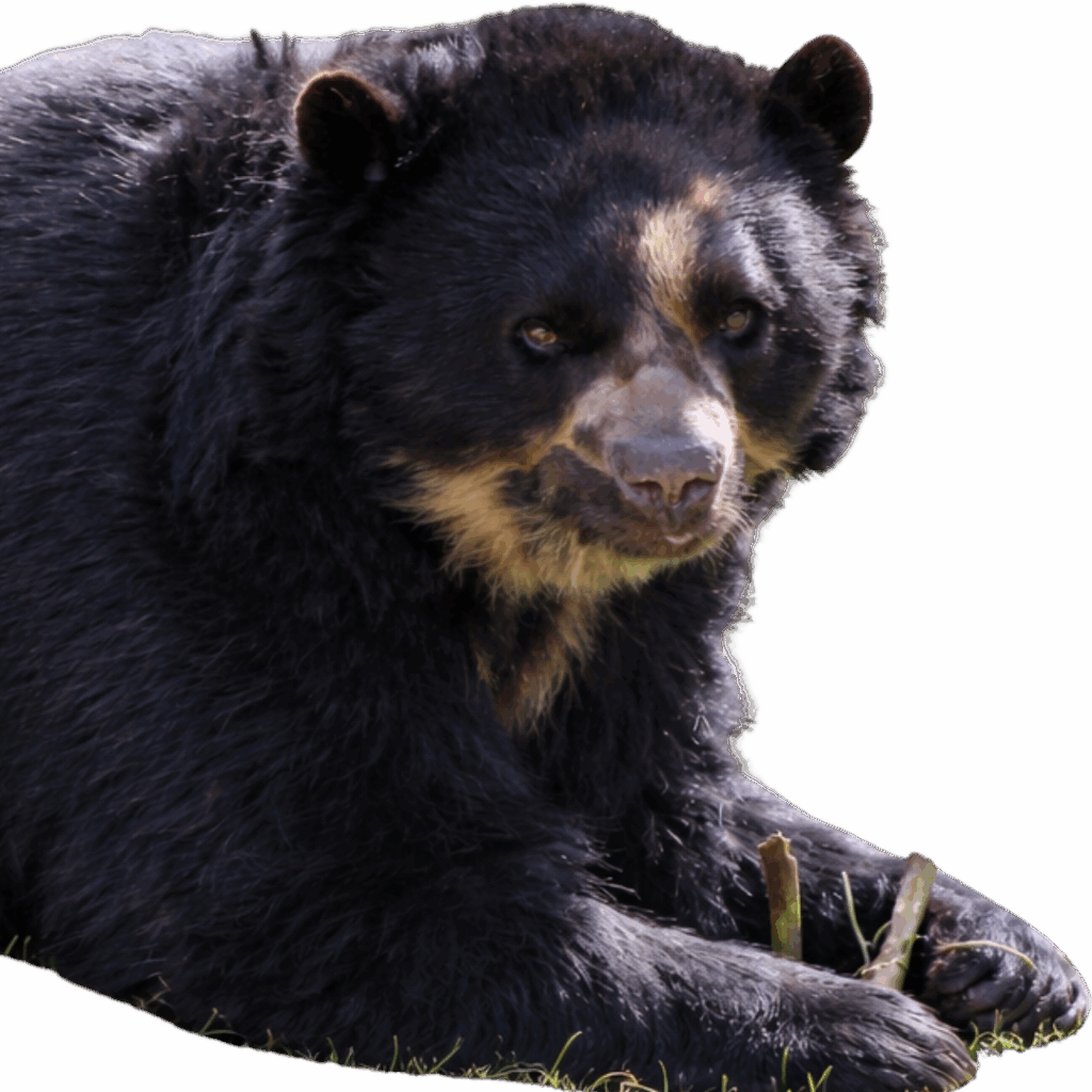 Oso anteojo cochahuasi