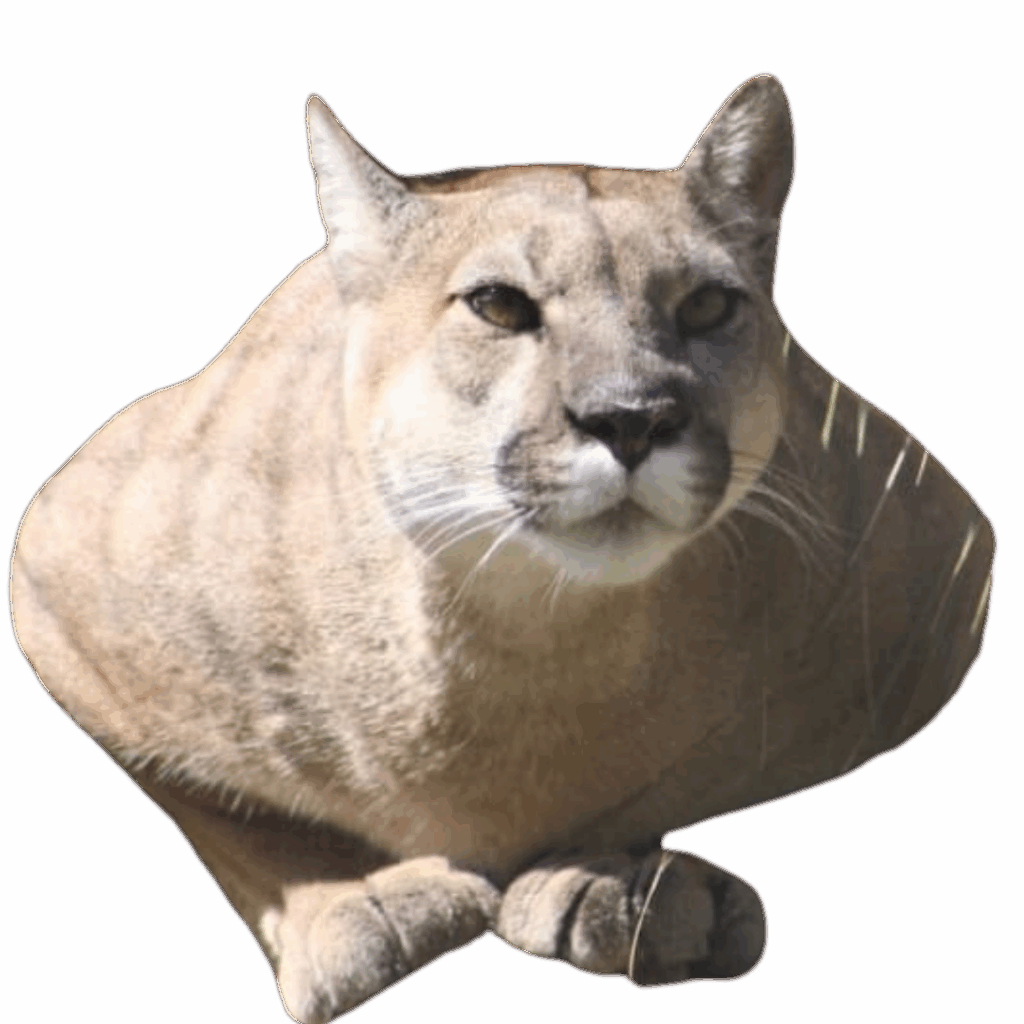 Puma Andino Cochahuasi