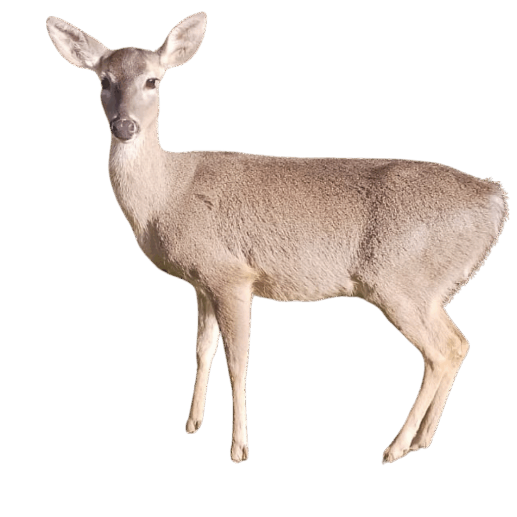 Venado Andino Cochahuasi