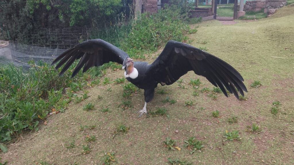 Condor Cochahuasi