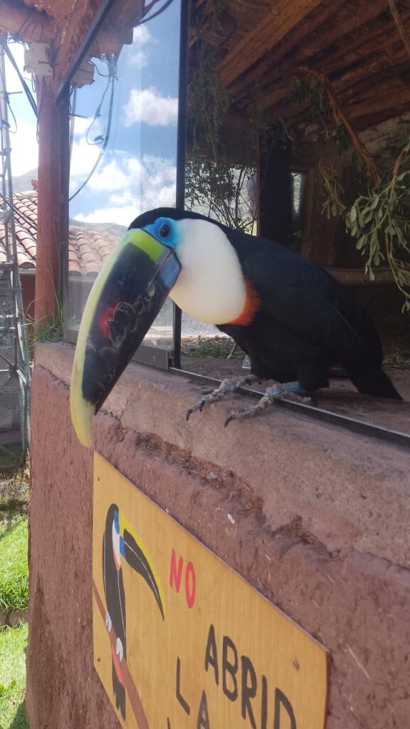 Tucan andino cochahuasi