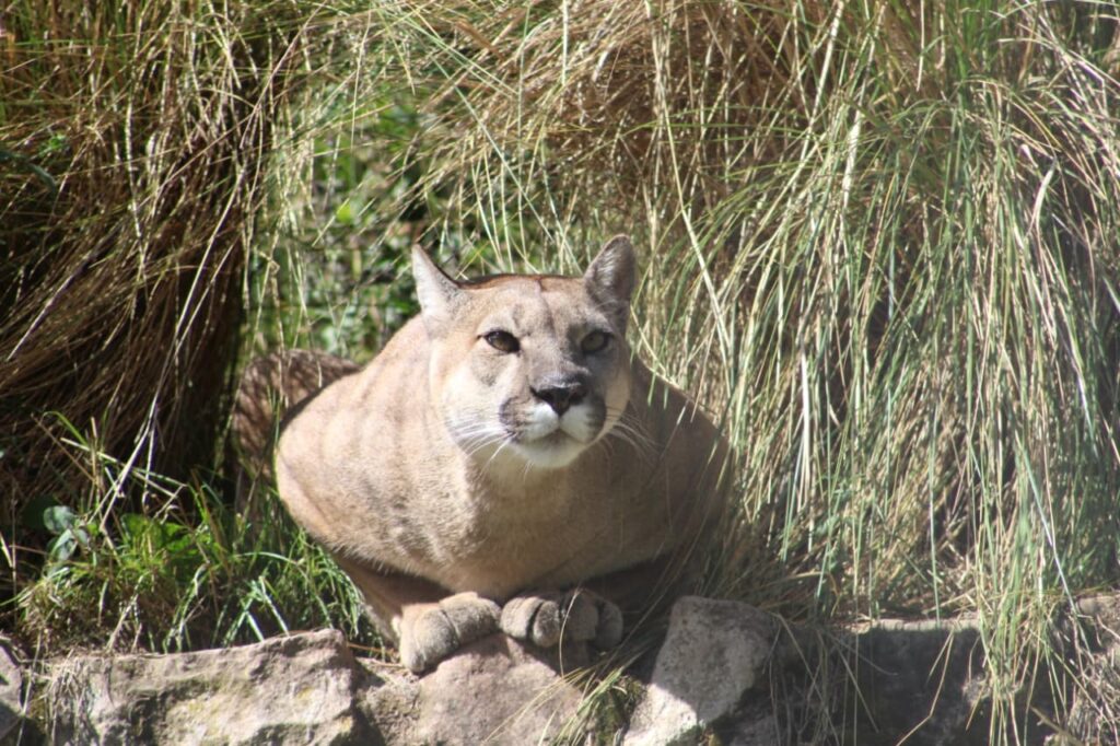 Puma Andino Cochahuasi