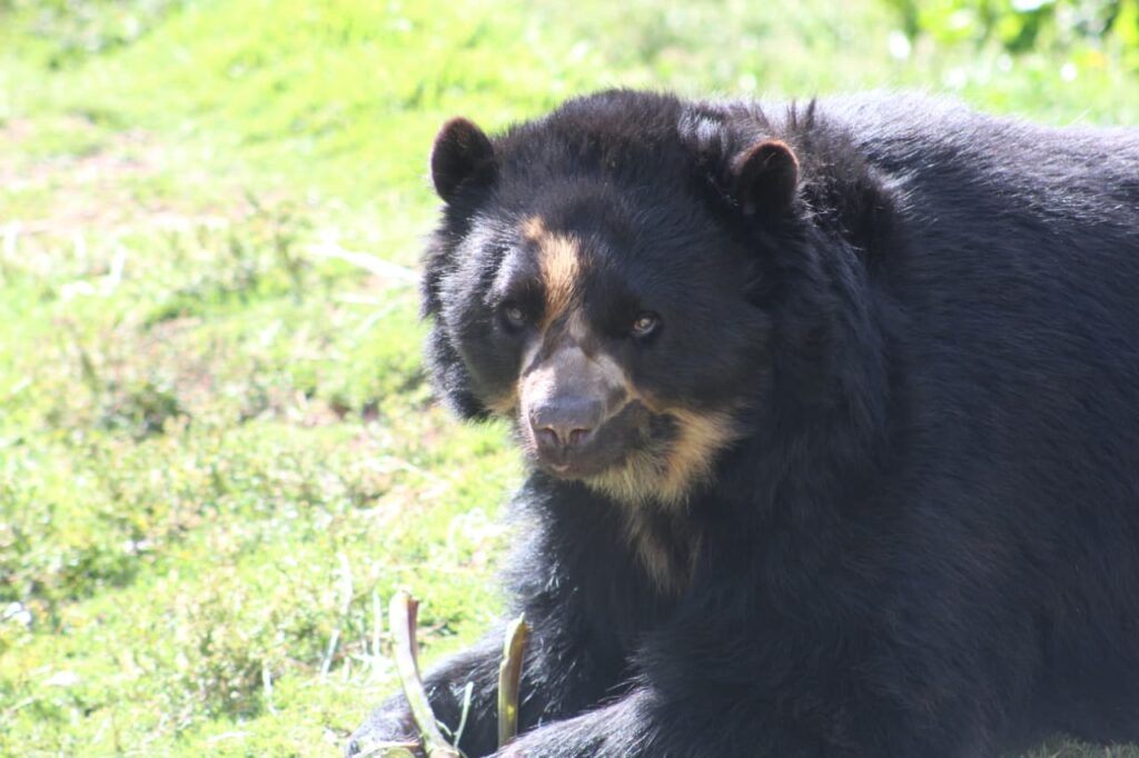 Oso anteojo cochahuasi