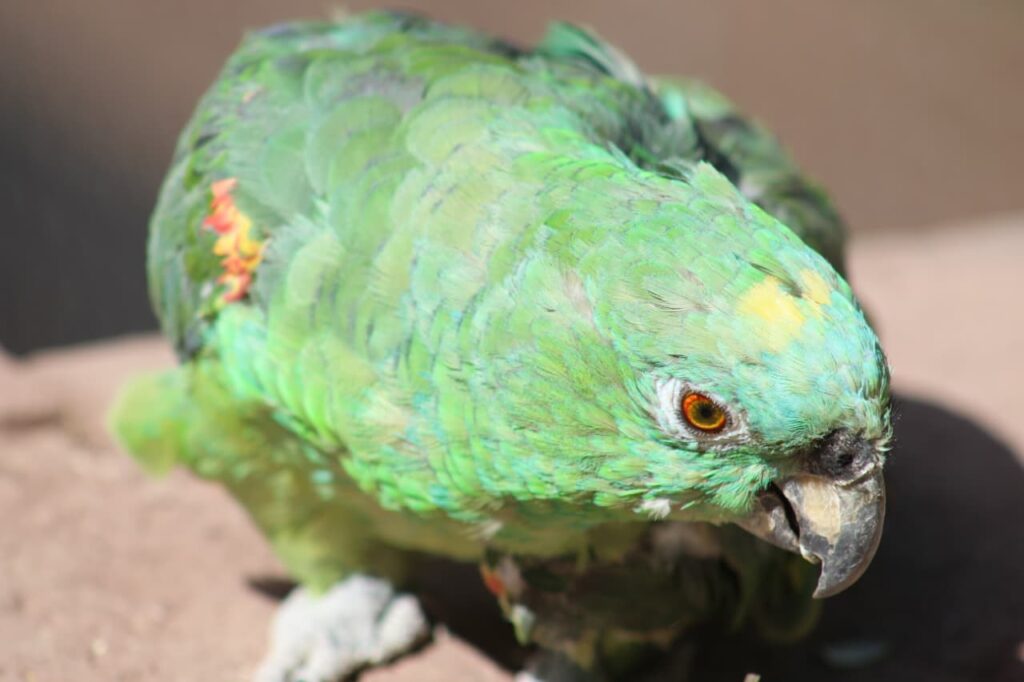 Loro de cochahuasi