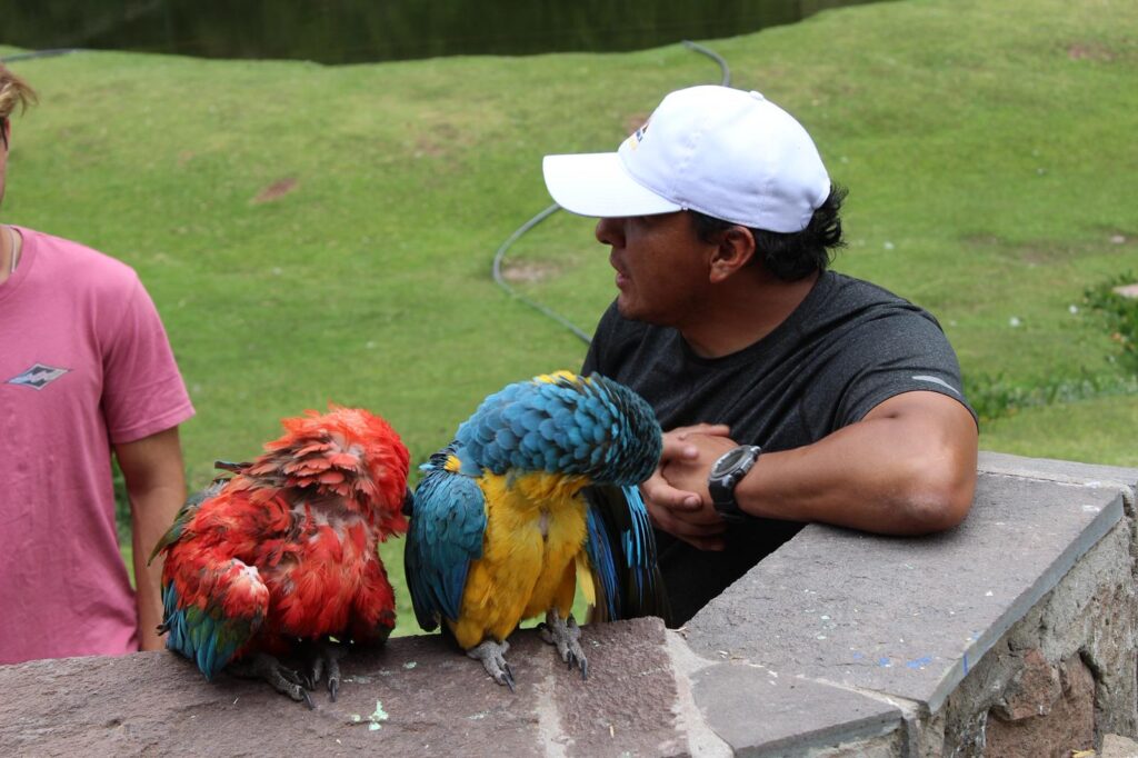Huacamallos Cochahuasi