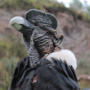 Condor Cochahuasi