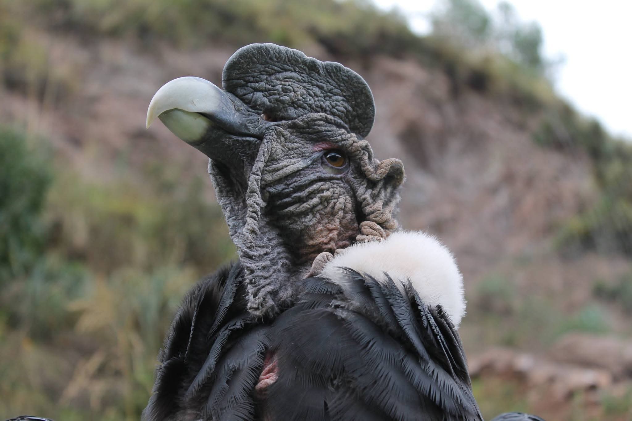 Condor Cochahuasi