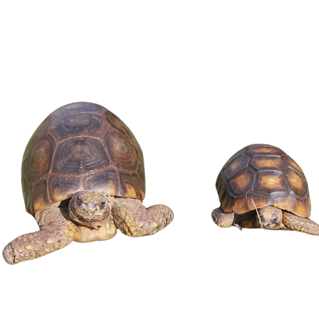 Tortuga Cochahuasi