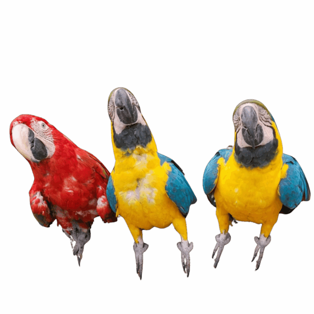 Huacamallos Cochahuasi