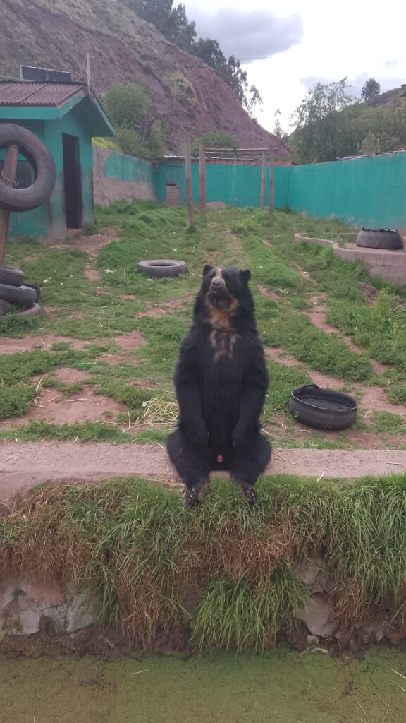 Oso anteojo cochahuasi