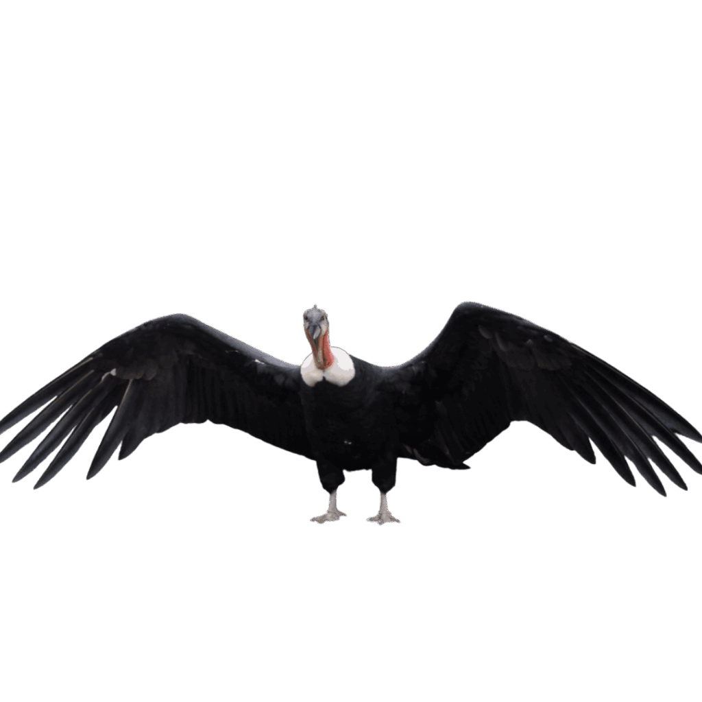 Condor Cochahuasi