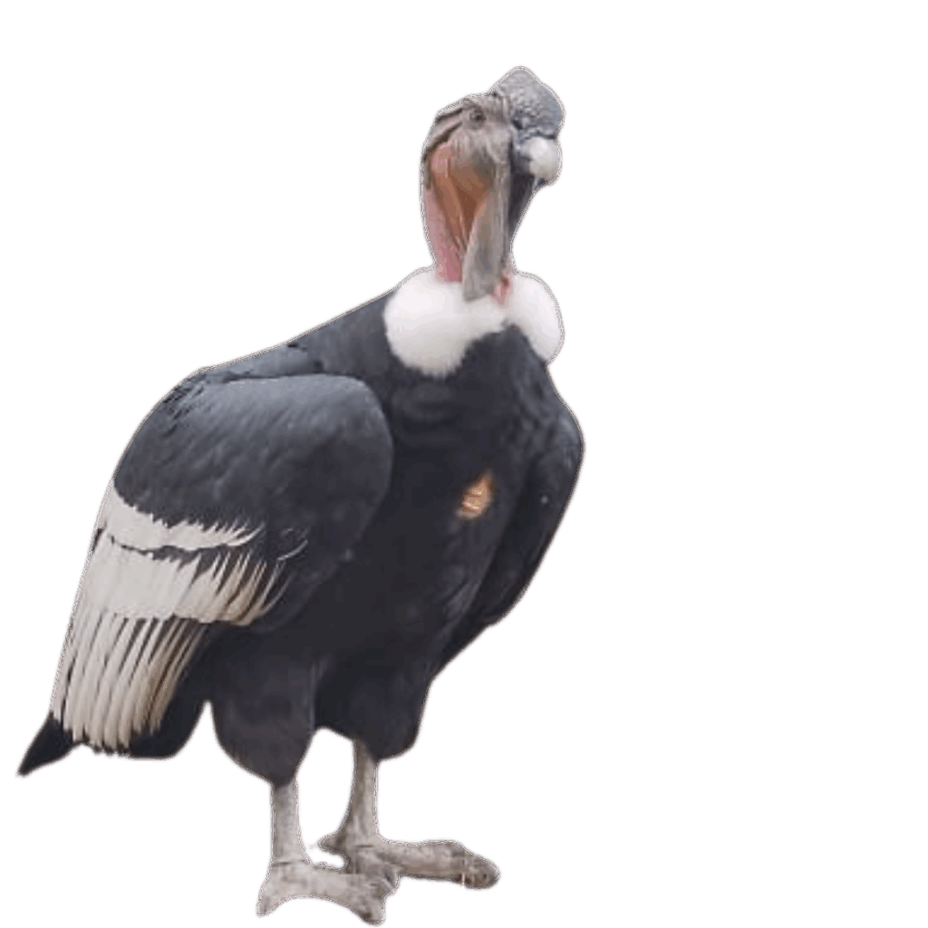 Condor Cochahuasi