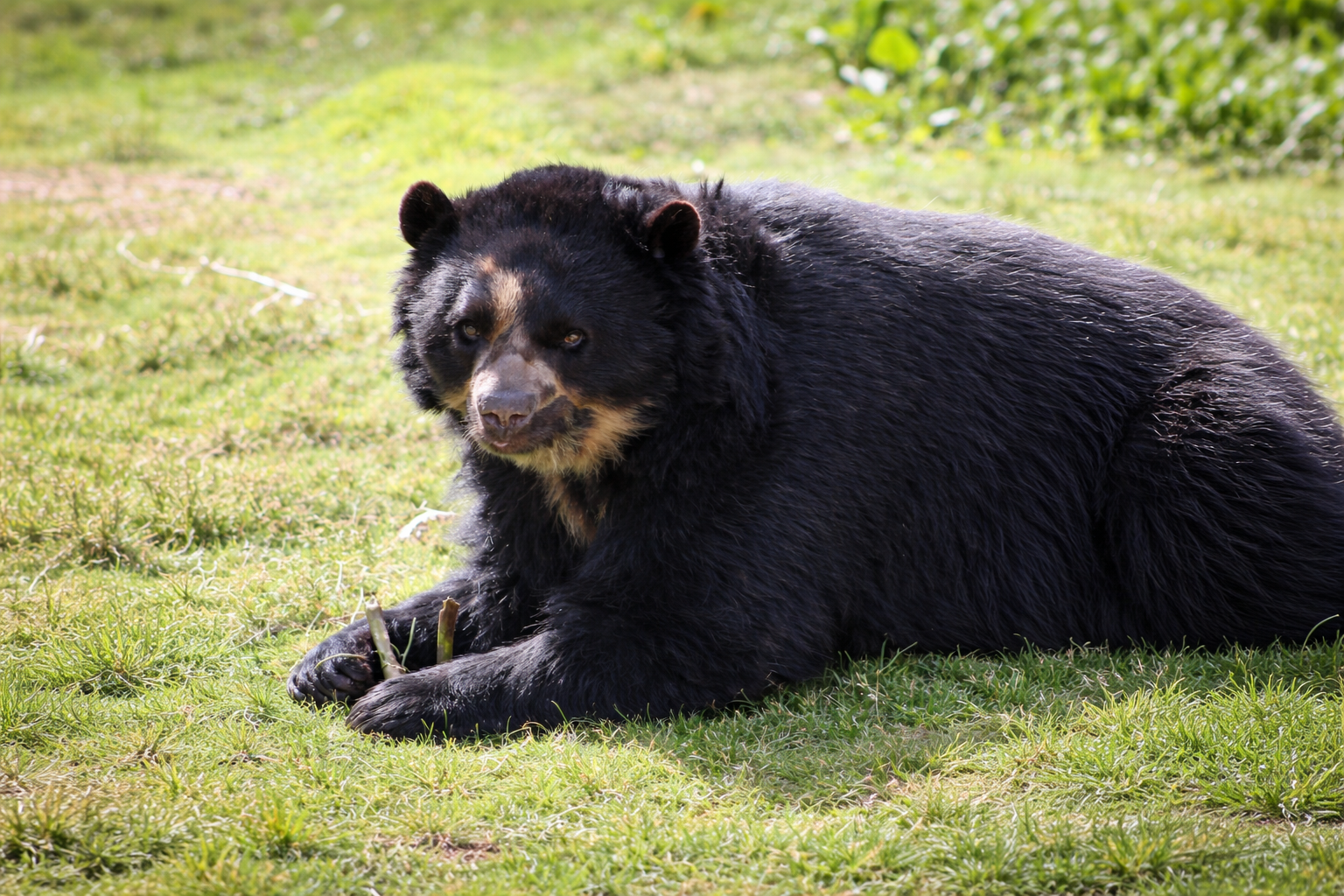 Oso anteojo cochahuasi