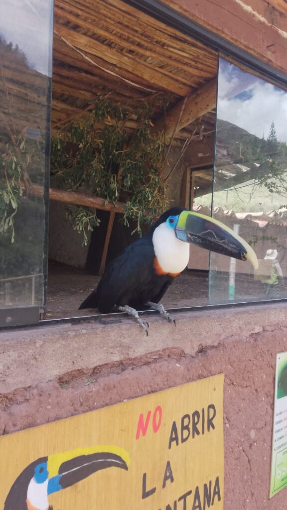Tucan andino cochahuasi