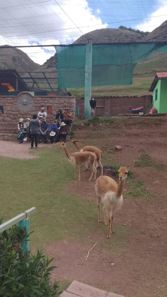 Venado Andino Cochahuasi