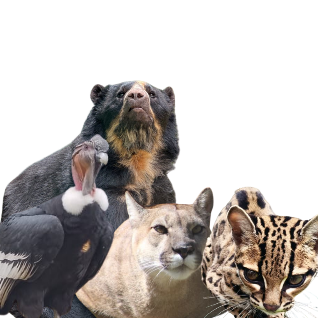Centro de rescate zoo cochahuasi