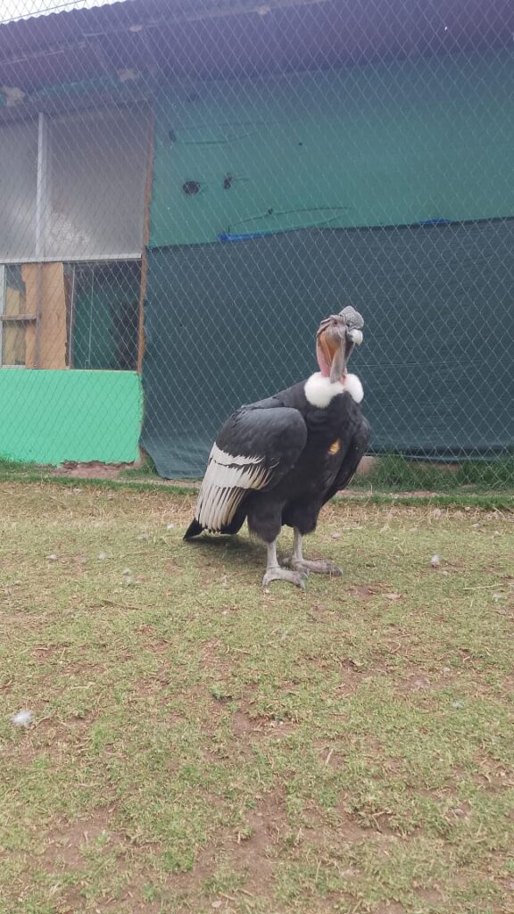 Condor Cochahuasi