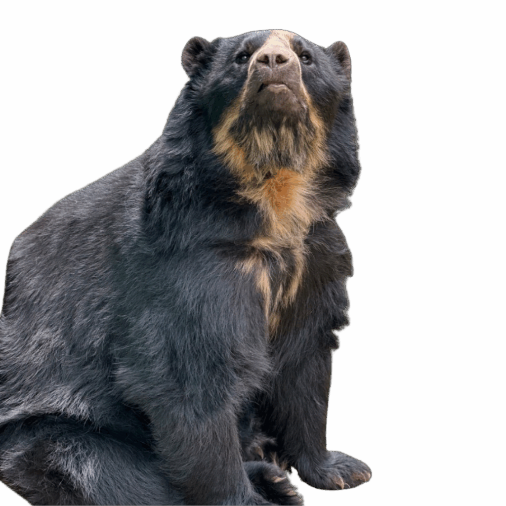 Oso anteojo cochahuasi