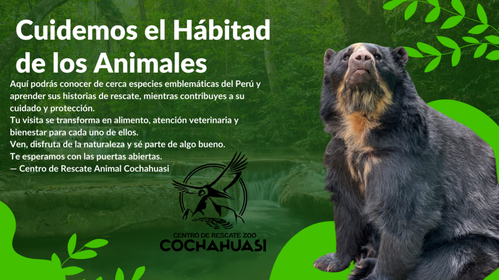 oso Anteojo - Cochahuasi